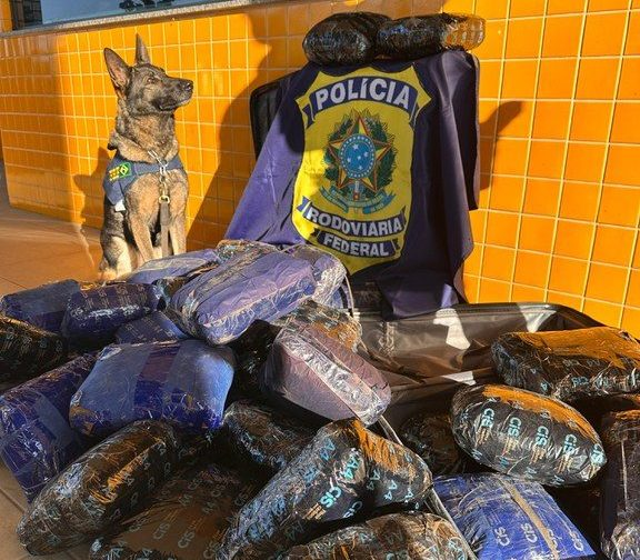 Dupla é flagrada transportando grande quantidade de skunk de Rondônia para o Mato Grosso