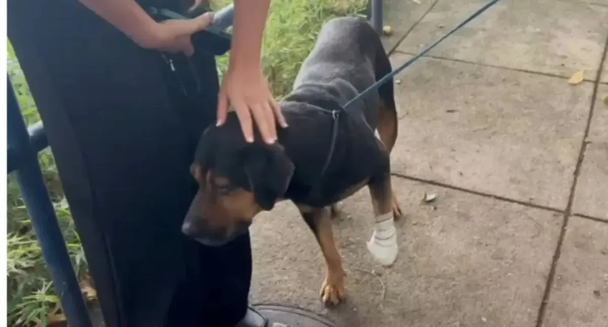 Cachorro “jurado de morte” por traficantes e baleado é resgatado no Rio de Janeiro