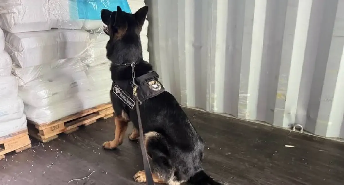 Receita Federal e Polícia Federal apreendem quase meia tonelada de cocaína no Porto de Santos