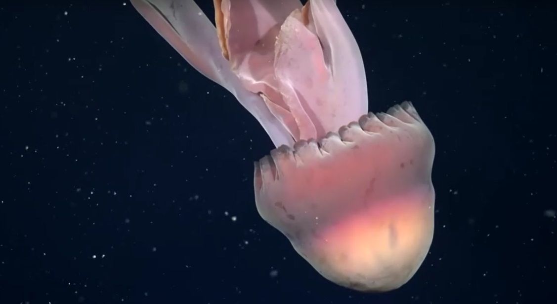 Raríssima água-viva fantasma gigante é registrada em águas profundas